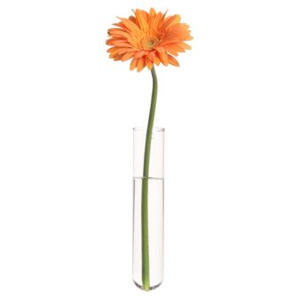 BeakerGlassTubeVaseAV1