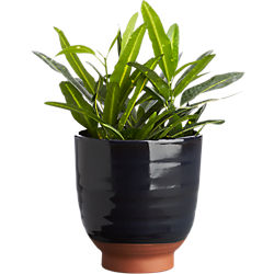 cersei planter