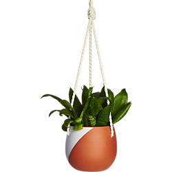 cove hanging planter