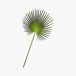 fan palm