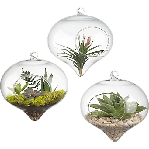 hanging glass terrarium