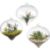HangingGlassTerrariumS12