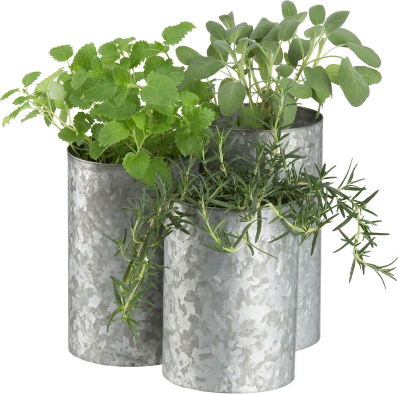 herbie herb planter