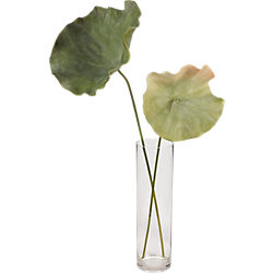 lotus leaf