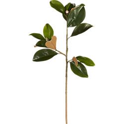 magnolia stem