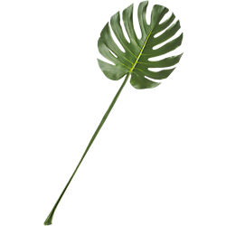 monstera leaf