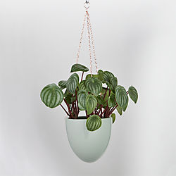 page hanging planter
