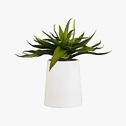 potted aloe
