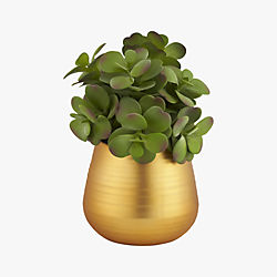 potted eucalyptus plant