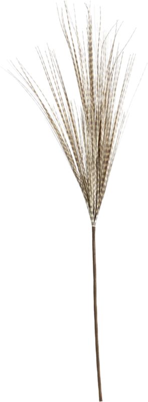 tail feather