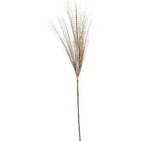 tail feather