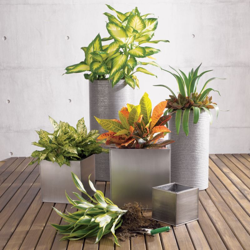 Oscar Planters