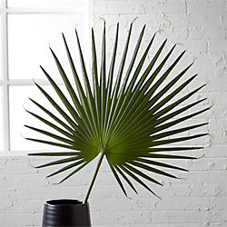 fan palm