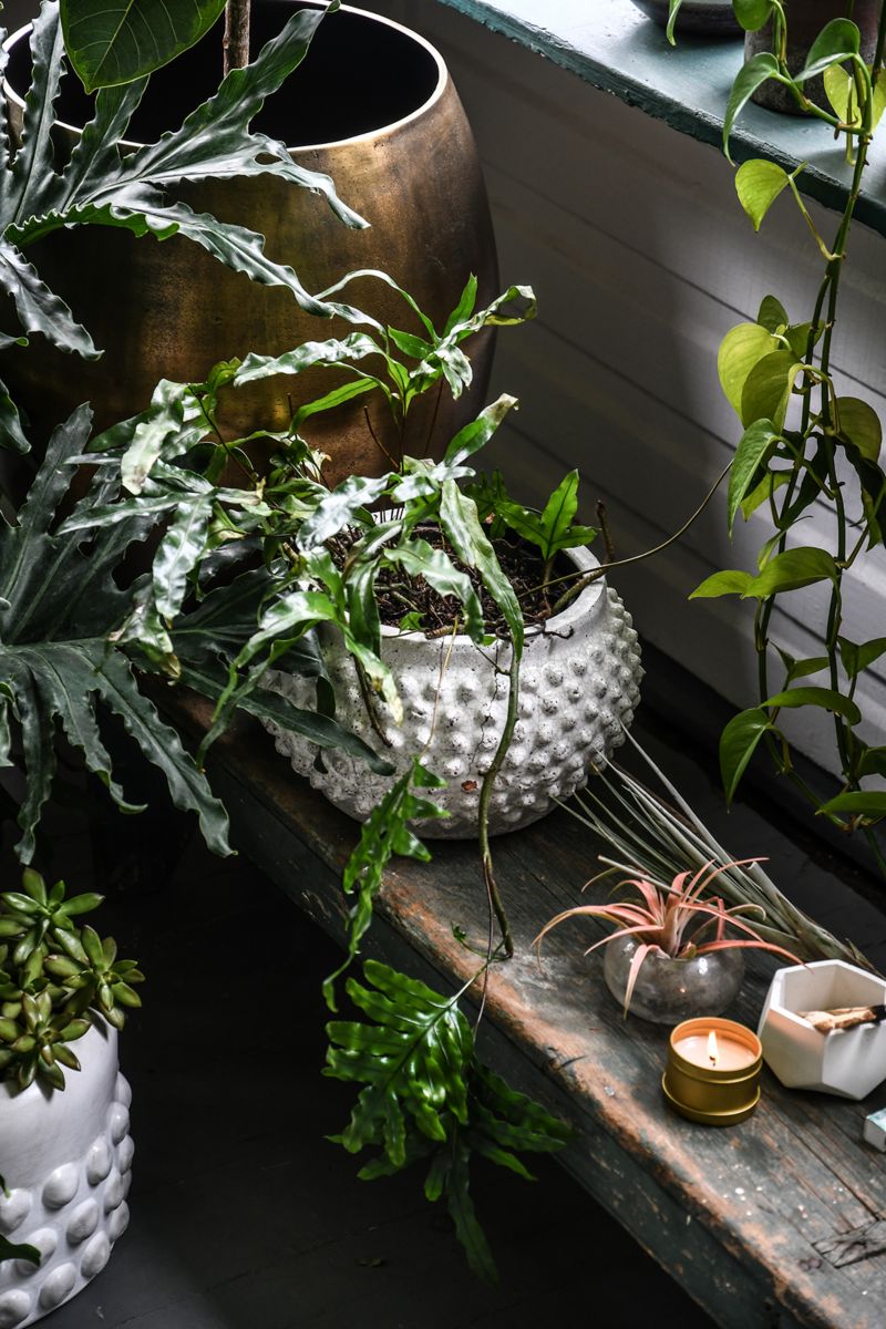 Modern outdoor planter ideas with Hilton Carter and CB2