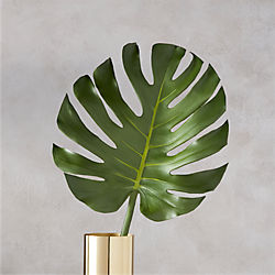 monstera leaf