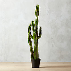 potted 60" cardón cactus