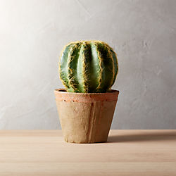 potted 6" golden barrel cactus