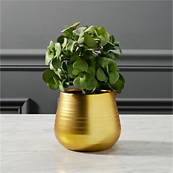 potted eucalyptus plant