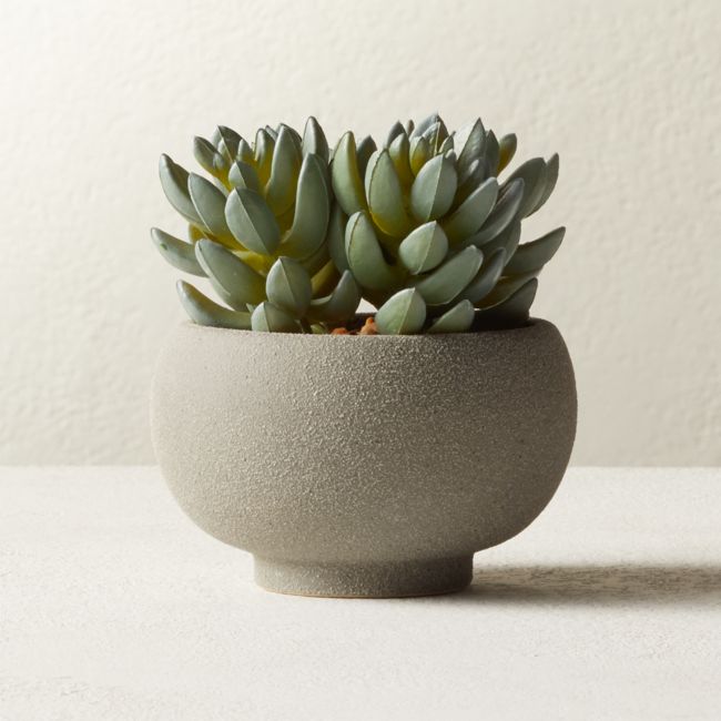 Online Designer Living Room Potted Faux Succulents 4.25