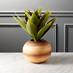 potted sisal