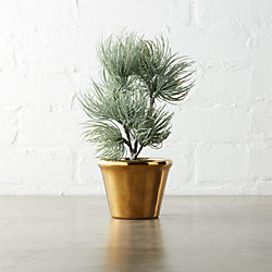 potted 8.5" ponderosa pine